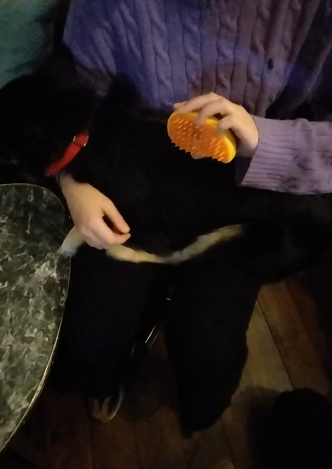 Parowa szczotka 3w1 dla kotów i psów 🐾