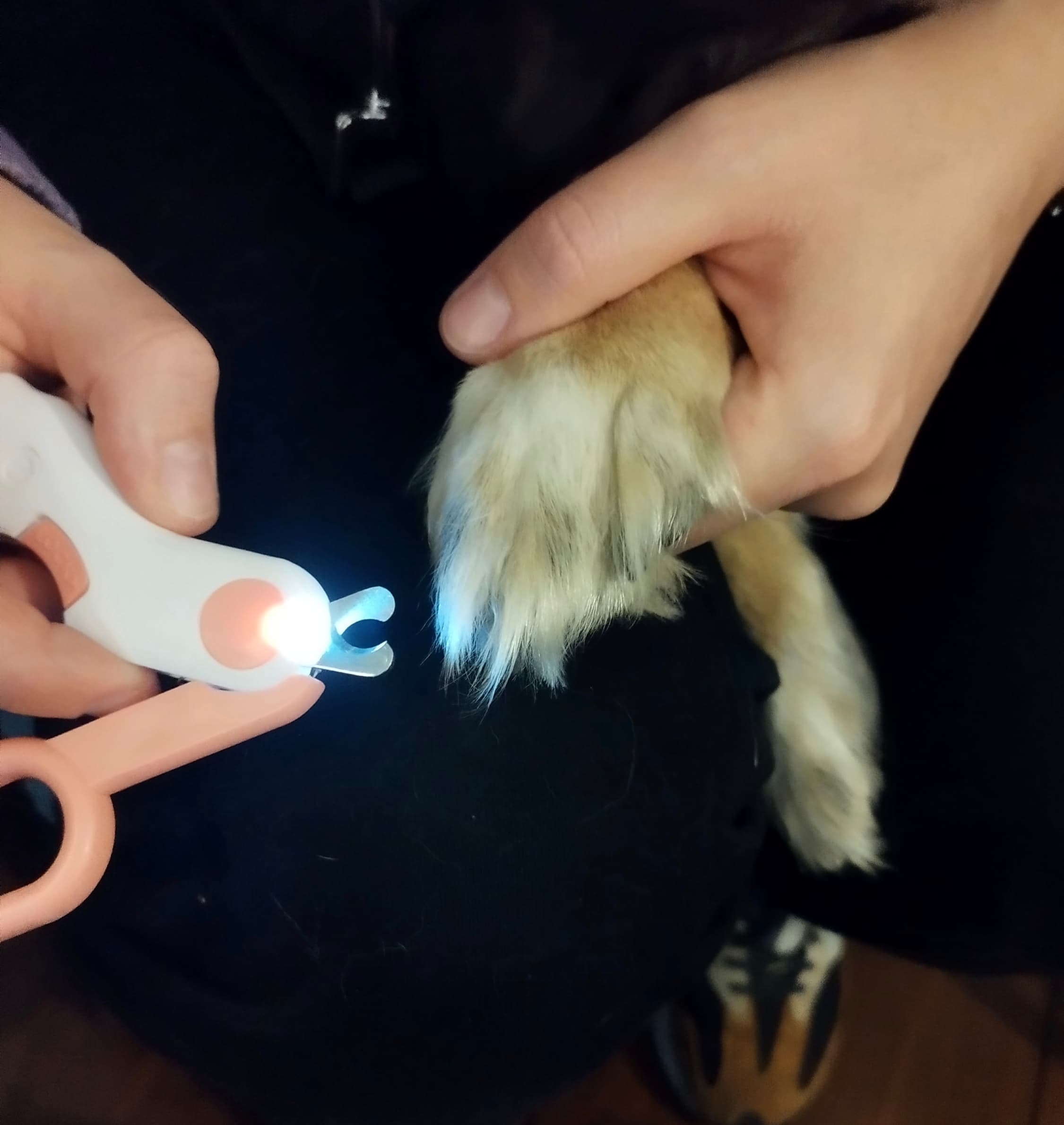 Bezpieczne obcinaczki pazurów LED dla psów, kotów 🐾