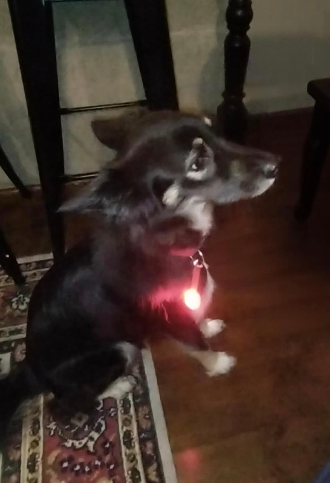 Wodoodporna obroża LED USB przeciwzagubieniowa dla zwierząt 🐾